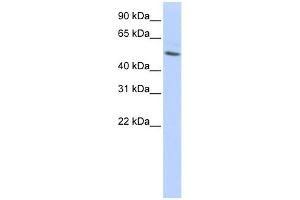 Beta Tubulin antibody used at 1 ug/ml to detect target protein. (TUBB antibody  (N-Term))