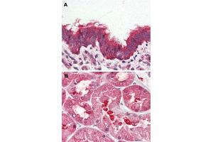 Immunohistochemical (Formalin/PFA-fixed paraffin-embedded sections) staining in human lung, respiratory epithelium (A) and human kidney (B) with GPRC6A polyclonal antibody . (GPRC6A antibody  (Extracellular Domain))