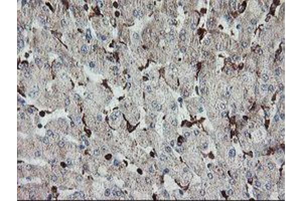 SENP2 antibody  (AA 139-523)