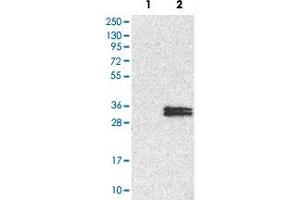 Western Blot analysis of Lane 1: negative control (vector only transfected HEK293T cell lysate) and Lane 2: over-expression lysate (co-expressed with a C-terminal myc-DDK tag in mammalian HEK293T cells) with NDUFS3 polyclonal antibody . (NDUFS3 antibody)
