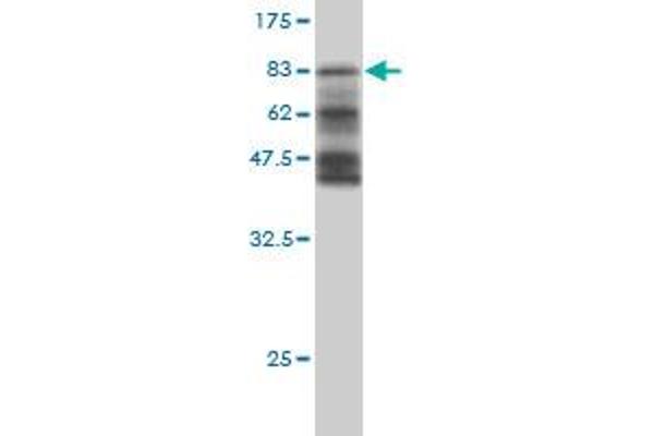 HERPUD1 antibody  (AA 1-391)