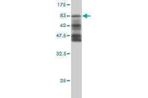Western Blot detection against Immunogen (68. (HERPUD1 antibody  (AA 1-391))