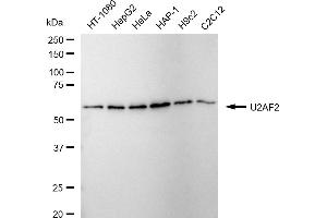 Western blotting analysis using U2AF2 antibody (ABIN7800701). (Recombinant U2AF2 antibody)