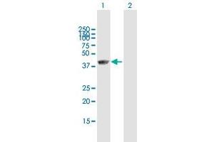 Western Blot analysis of FAM50A expression in transfected 293T cell line (FAM50A antibody  (AA 1-339))
