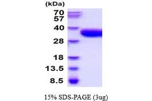 SDS-PAGE (SDS) image for Coagulation Factor III (thromboplastin, Tissue Factor) (F3) (AA 29-251) protein (His tag) (ABIN5854548) (Tissue factor Protein (AA 29-251) (His tag))