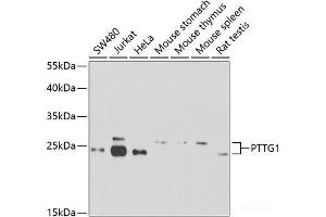 Western blot analysis of extracts of various cell lines using PTTG1 Polyclonal Antibody at dilution of 1:1000. (PTTG1 antibody)