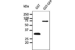 Western Blotting (WB) image for anti-Glutathione S Transferase (GST) antibody (ABIN1440050) (GST antibody)
