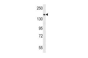 SMC1A Antibody (N-term) (ABIN657467 and ABIN2846495) western blot analysis in CEM cell line lysates (35 μg/lane). (SMC1A antibody  (N-Term))