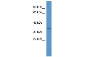 WB Suggested Anti-OR2A5 Antibody Titration: 0. (OR2A5 antibody  (C-Term))