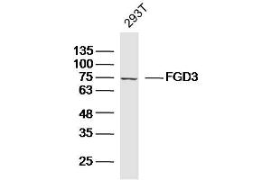 293T lysates probed with FGD3 Polyclonal Antibody, Unconjugated  at 1:300 dilution and 4˚C overnight incubation. (FGD3 antibody  (AA 501-600))