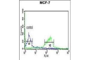 C Antibody (C-term) (ABIN653956 and ABIN2843176) flow cytometric analysis of MCF-7 cells (right histogram) compared to a negative control cell (left histogram). (C9ORF91 antibody  (C-Term))