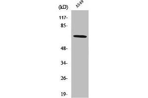 Western Blot analysis of A549 cells using Nox3 Polyclonal Antibody (NOX3 antibody  (Internal Region))