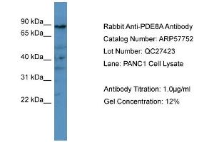 WB Suggested Anti-PDE8A  Antibody Titration: 0. (PDE8A antibody  (C-Term))