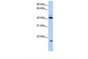 Image no. 1 for anti-Ubiquitin D (UBD) (AA 38-87) antibody (ABIN6738217) (UBD antibody  (AA 38-87))