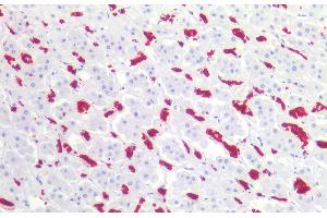 Immunohistochemistry staining of human adrenal (paraffin-embedded sections) with anti-CD235ab (HIR2), 10 μg/mL.