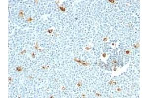 Immunohistochemical staining (Formalin-fixed paraffin-embedded sections) of human tonsil with Macrophage monoclonal antibody, clone LN-5 . (Macrophages antibody)