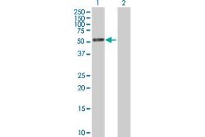 Western Blot analysis of PTRF expression in transfected 293T cell line by PTRF MaxPab polyclonal antibody.