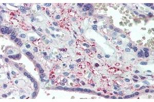 Detection of SPON1 in Human Placenta Tissue using Polyclonal Antibody to Spondin 1 (SPON1) (SPON1 antibody  (AA 597-801))