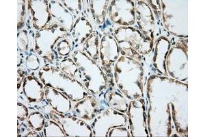 Immunohistochemical staining of paraffin-embedded Kidney tissue using anti-BSG mouse monoclonal antibody. (CD147 antibody)