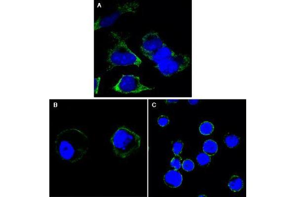 Reticulon 3 antibody