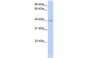 IZUMO1 antibody used at 1 ug/ml to detect target protein. (IZUMO1 antibody  (C-Term))