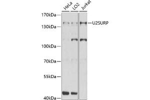 Western blot analysis of extracts of various cell lines, using U2SURP Antibody (ABIN6132839, ABIN6149759, ABIN6149760 and ABIN6220240) at 1:1000 dilution. (SR140 antibody  (AA 705-1029))