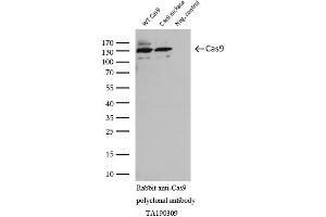 Western Blotting (WB) image for anti-CRISPR-Cas9 (AA 1150-1200) antibody (ABIN2670026) (CRISPR-Cas9 (AA 1150-1200) antibody)