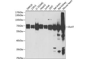 Western blot analysis of extracts of various cell lines, using DLAT antibody (ABIN6129524, ABIN6139639, ABIN6139640 and ABIN6221886) at 1:1000 dilution. (DLAT antibody  (AA 1-290))