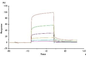 Human CEACAM-8, His Tag immobilized on CM5 Chip can bind Human CEACAM-6, His Tag with an affinity constant of 4.