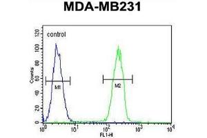 CASP5 Antibody (Center) flow cytometric analysis of MDA-MB231 cells (right histogram) compared to a negative control cell (left histogram). (CASP5 antibody  (Middle Region))