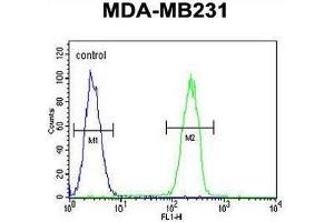 CASP5 Antibody (Center) flow cytometric analysis of MDA-MB231 cells (right histogram) compared to a negative control cell (left histogram). (CASP5 antibody  (Middle Region))