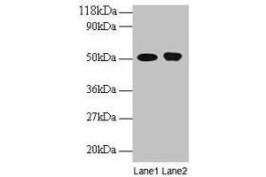 Western blot All lanes: ODC1 antibody at 2 μg/mL Lane 1: EC109 whole cell lysate Lane 2: 293T whole cell lysate Secondary Goat polyclonal to rabbit IgG at 1/15000 dilution Predicted band size: 52 kDa Observed band size: 52 kDa (ODC1 antibody  (AA 1-461))