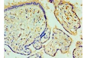 Immunohistochemistry of paraffin-embedded human placenta tissue using ABIN7146759 at dilution of 1:100 (CPA1 antibody  (AA 111-419))