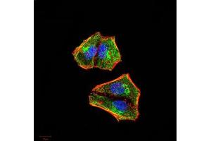 Immunofluorescence (IF) image for anti-Nuclear Factor of kappa Light Polypeptide Gene Enhancer in B-Cells Inhibitor, alpha (NFKBIA) (AA 150-291) antibody (ABIN5542657)
