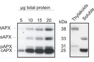 5 to 20 μg of total leaf protein from Arabidopsis thaliana (left panel) and chloroplast fractions (thylakoids and soluble, right panel) was separated on 15% polyacrylamide gel with 6M urea and blotted on PVDF. (APEX1 antibody)