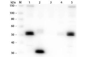 Western Blot of Anti-Rat IgG F(c) (GOAT) Antibody . (Goat anti-Rat IgG (Fc Region) Antibody (FITC) - Preadsorbed)