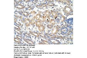 Rabbit Anti-WNT9B Antibody  Paraffin Embedded Tissue: Human Kidney Cellular Data: Epithelial cells of renal tubule Antibody Concentration: 4. (WNT9B antibody  (C-Term))