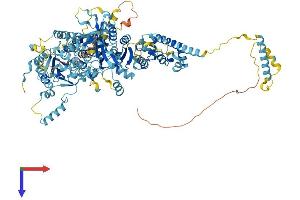 NAT10 Protein (AA 1-1025) (His tag)