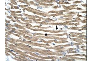 Image no. 1 for anti-Transcription Factor AP-4 (Activating Enhancer Binding Protein 4) (TFAP4) (AA 264-313) antibody (ABIN202277) (TFAP4 antibody  (AA 264-313))