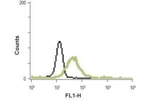 Cell surface detection of MC3R in live human promyelocytic leukemia HL-60 cells. (MC3R antibody  (1st Extracellular Loop))