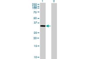 LPPR1 antibody  (AA 1-325)