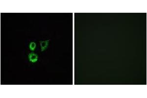 Immunofluorescence analysis of A549 cells, using OR2T3/2T34 Antibody. (OR2T3/2T34 (AA 269-318) antibody)