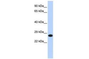Image no. 1 for anti-Proteasome Subunit alpha 2 (PSMA2) (AA 36-85) antibody (ABIN6741386) (PSMA2 antibody  (AA 36-85))