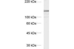 dilution: 1 : 1000, sample: crude synaptic membranes fraction of rat brain (LP1) (GRIP1 antibody  (AA 662-769))