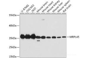 Western blot analysis of extracts of various cell lines using MRPL45 Polyclonal Antibody at dilution of 1:1000. (MRPL45 antibody)