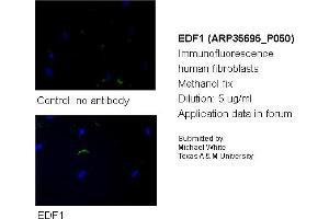 Image no. 2 for anti-Endothelial Differentiation Related Factor 1 (EDF1) (N-Term) antibody (ABIN2776405) (EDF1 antibody  (N-Term))