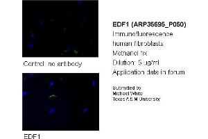Image no. 2 for anti-Endothelial Differentiation Related Factor 1 (EDF1) (N-Term) antibody (ABIN2776405)