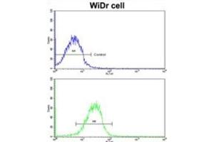 Flow Cytometry (FACS) image for anti-Clusterin Associated Protein 1 (CLUAP1) antibody (ABIN3002721) (CLUAP1 antibody)