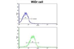 Flow Cytometry (FACS) image for anti-Clusterin Associated Protein 1 (CLUAP1) antibody (ABIN3002721)