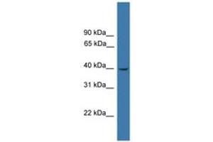 Image no. 1 for anti-Leukotriene B4 Receptor (LTB4R) (AA 250-299) antibody (ABIN6745410) (Leukotriene B4 Receptor/BLT antibody  (AA 250-299))